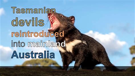 tasmanian devil reintroduction into australia